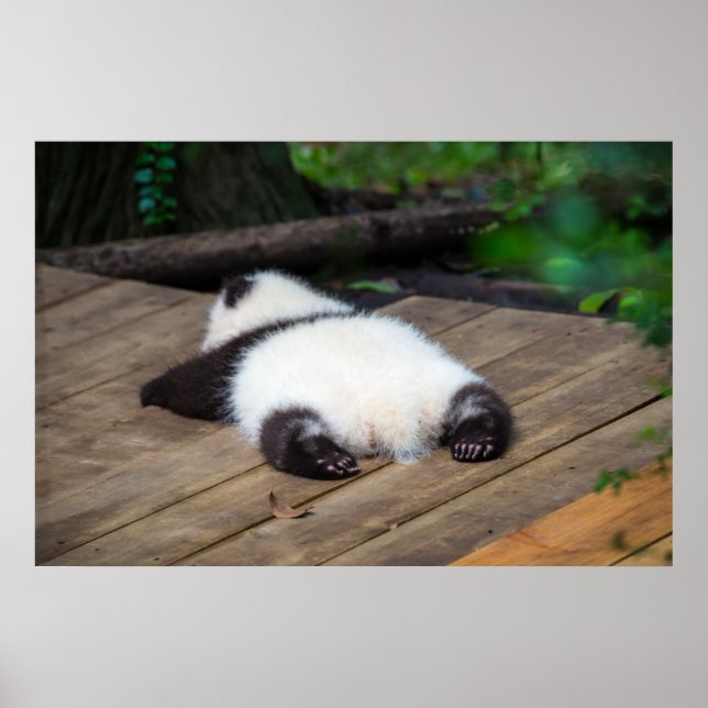 Niedliche Kleintiere | Baby Giant Panda Schlafen Poster (Vorne)