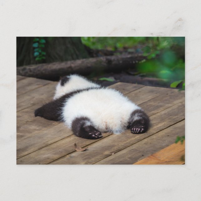 Niedliche Kleintiere | Baby Giant Panda Schlafen Postkarte (Vorderseite)