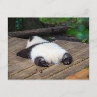 Niedliche Kleintiere | Baby Giant Panda Schlafen