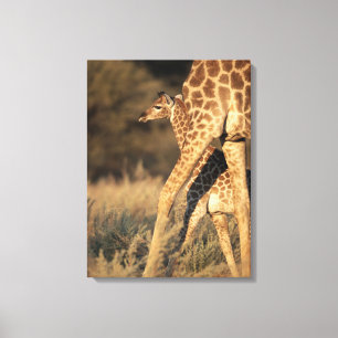 Niedliche Kleintiere Baby Giraffe & Parent Leinwanddruck