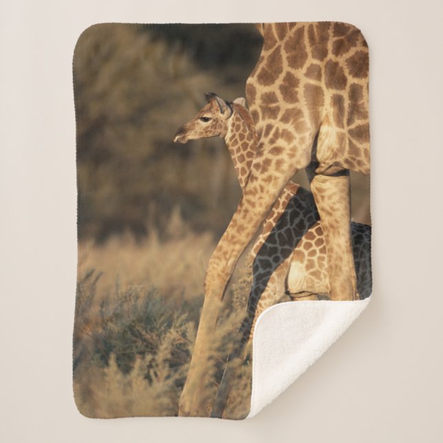 Niedliche Kleintiere | Baby Giraffe & Parent Sherpadecke (Vorderseite)