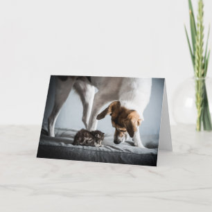 Niedliche Kleintiere   Baby Kitten & Dog Karte