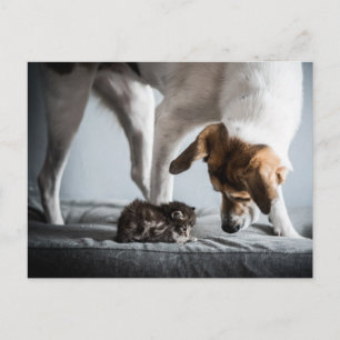 Niedliche Kleintiere   Baby Kitten & Dog Postkarte