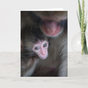 Niedliche Kleintiere Baby Macaque Monkey & Mothe Karte