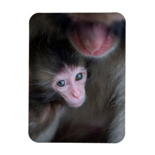 Niedliche Kleintiere   Baby Macaque Monkey & Mothe Magnet