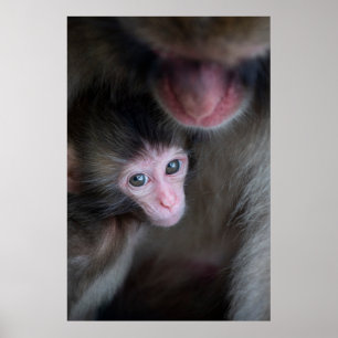 Niedliche Kleintiere   Baby Macaque Monkey & Mothe Poster