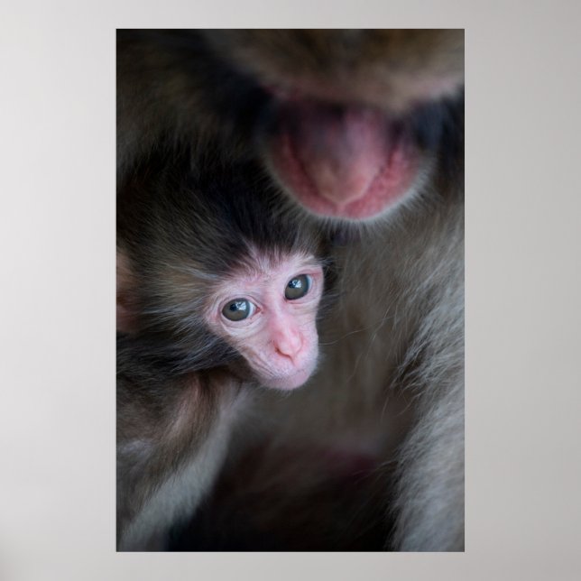 Niedliche Kleintiere | Baby Macaque Monkey & Mothe Poster (Vorne)