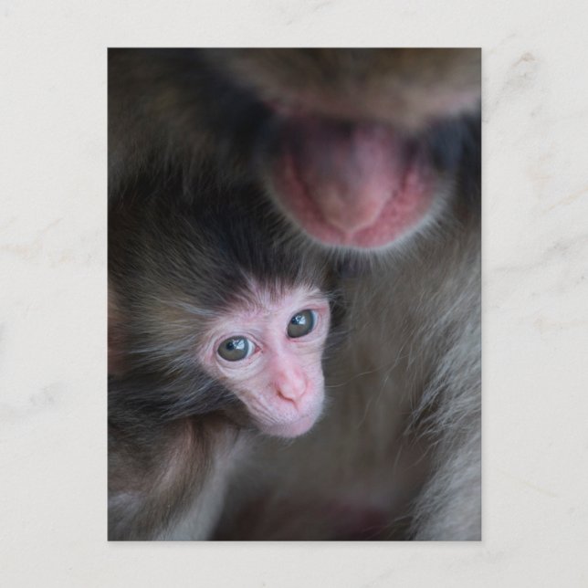 Niedliche Kleintiere | Baby Macaque Monkey & Mothe Postkarte (Vorderseite)