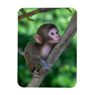 Niedliche Kleintiere Baby Monkey Magnet
