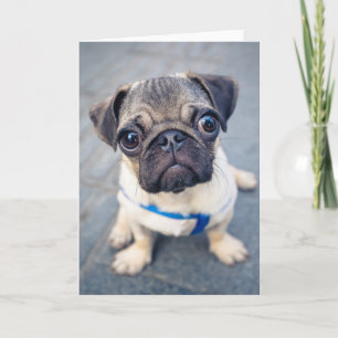 Niedliche Kleintiere Baby Mops Karte