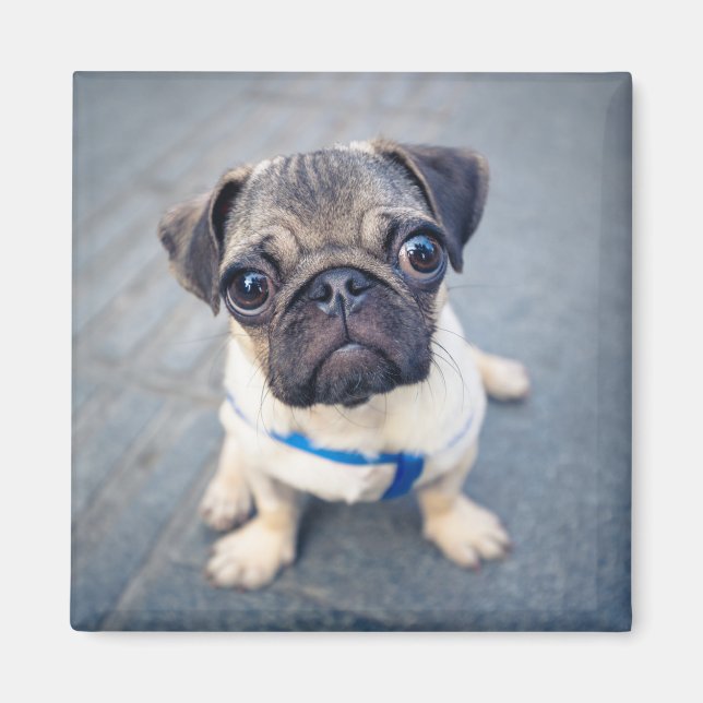 Niedliche Kleintiere | Baby Mops Magnet (Vorne)