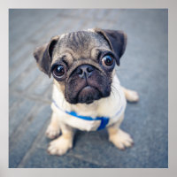 Niedliche Kleintiere | Baby Mops
