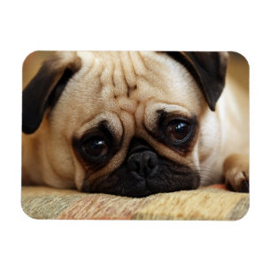 Niedliche Kleintiere   Baby Mops Puppy Magnet