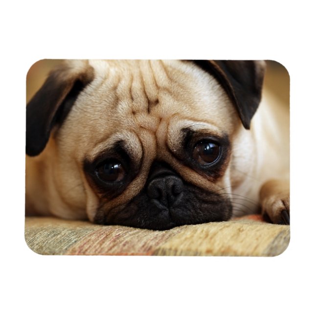 Niedliche Kleintiere | Baby Mops Puppy Magnet (Horizontal)