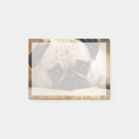 Niedliche Kleintiere | Baby Mops Puppy