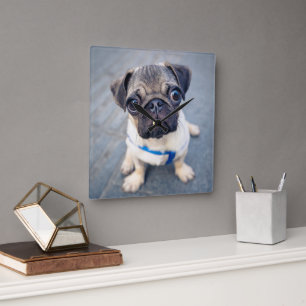 Niedliche Kleintiere Baby Mops Quadratische Wanduhr