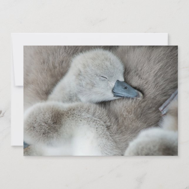 Niedliche Kleintiere | Baby Mute Swan Dankeskarte (Vorderseite)