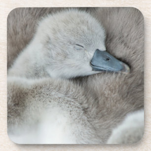 Niedliche Kleintiere Baby Mute Swan Getränkeuntersetzer