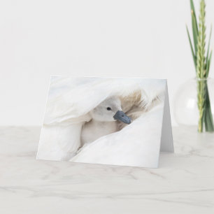 Niedliche Kleintiere Baby Mute Swan Karte