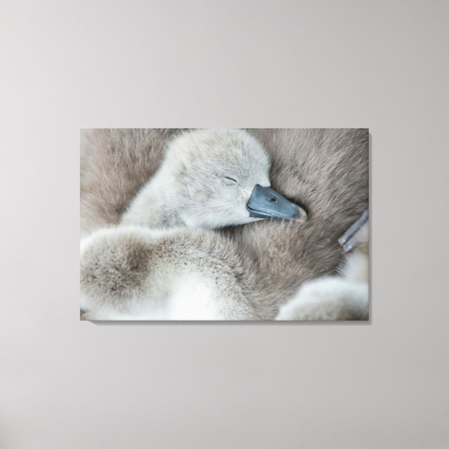 Niedliche Kleintiere | Baby Mute Swan Leinwanddruck (Vorderseite)