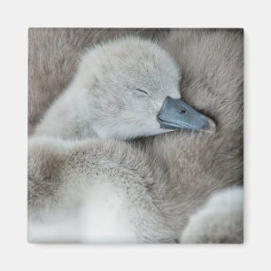 Niedliche Kleintiere Baby Mute Swan Magnet