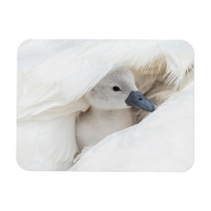 Niedliche Kleintiere   Baby Mute Swan Magnet
