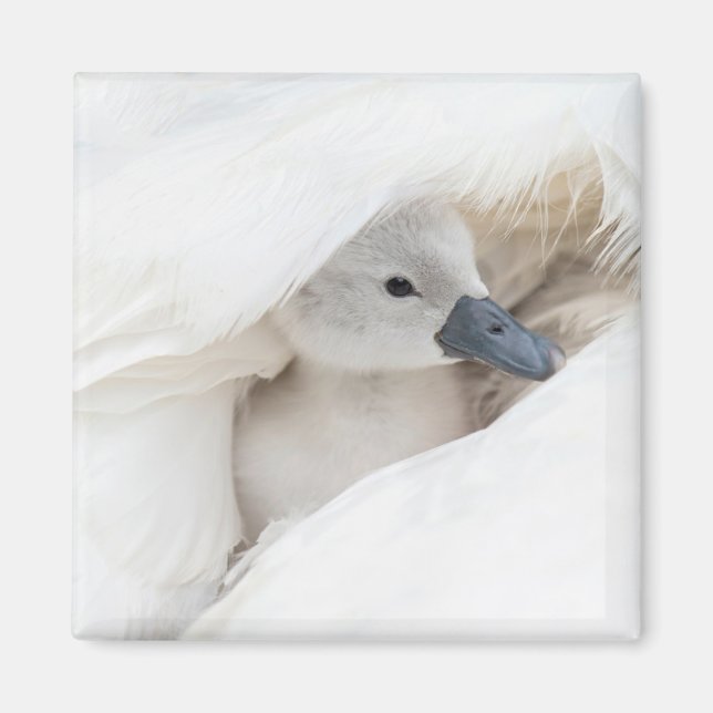 Niedliche Kleintiere | Baby Mute Swan Magnet (Vorne)