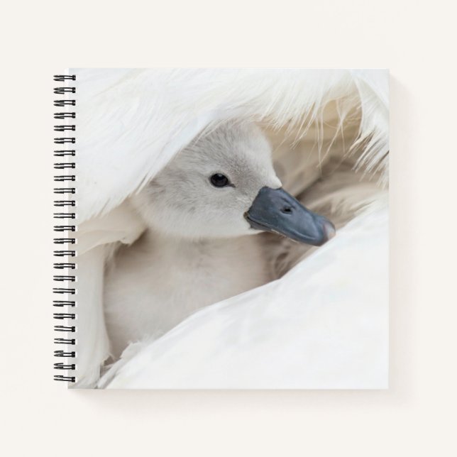 Niedliche Kleintiere | Baby Mute Swan Notizbuch (Vorderseite)