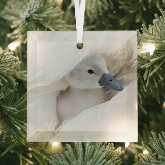 Niedliche Kleintiere | Baby Mute Swan Ornament Aus Glas (Insitu)