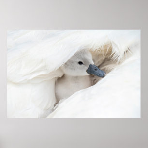 Niedliche Kleintiere Baby Mute Swan Poster