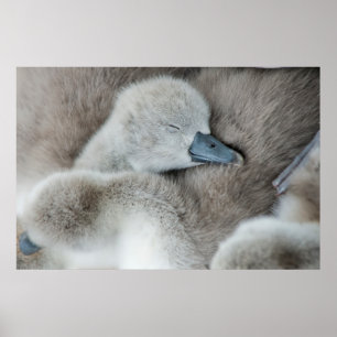 Niedliche Kleintiere Baby Mute Swan Poster
