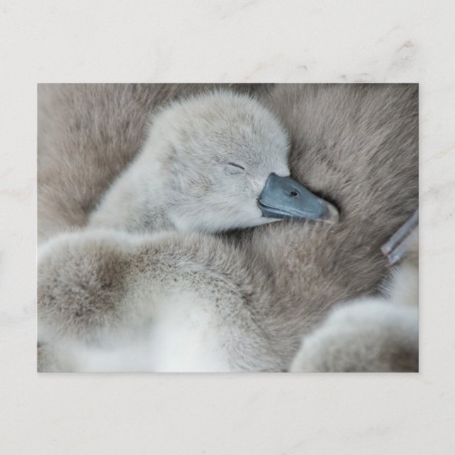 Niedliche Kleintiere | Baby Mute Swan Postkarte (Vorderseite)