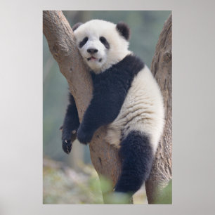 Niedliche Kleintiere   Baby Panda Bärenzucht Poster
