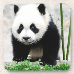 Niedliche Kleintiere Baby Panda Bear Getränkeuntersetzer