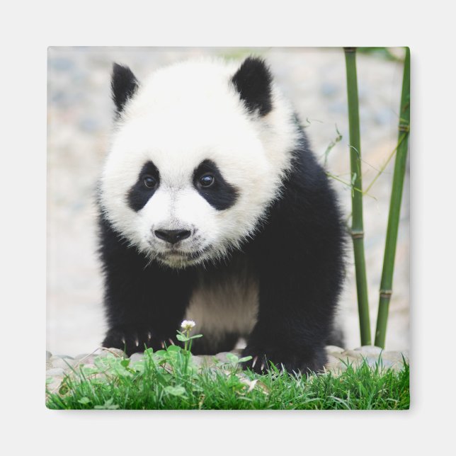 Niedliche Kleintiere | Baby Panda Bear Magnet (Vorne)