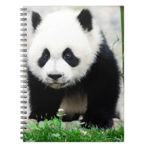 Niedliche Kleintiere Baby Panda Bear Notizblock