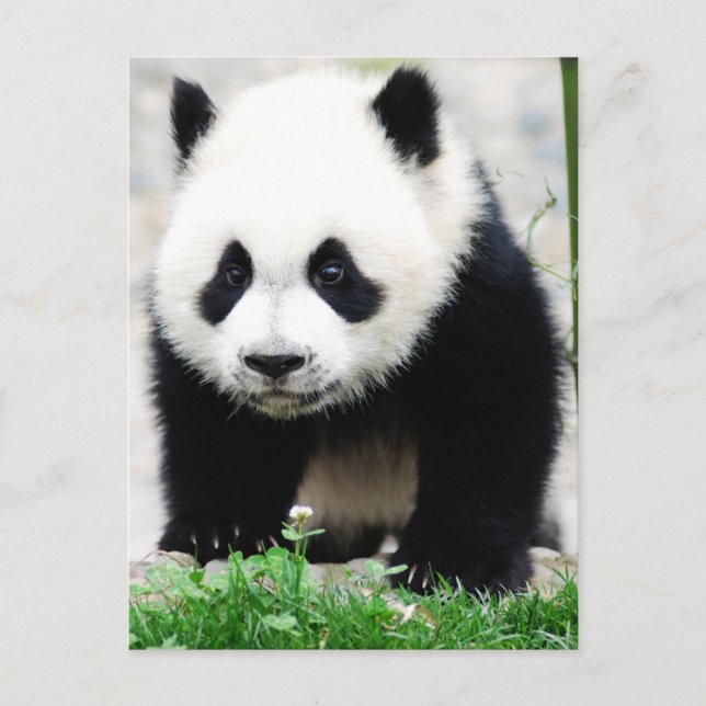 Niedliche Kleintiere | Baby Panda Bear Postkarte (Vorderseite)