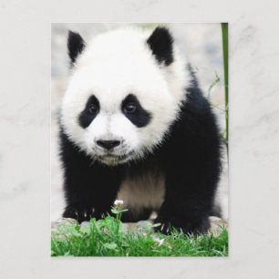 Niedliche Kleintiere   Baby Panda Bear Postkarte