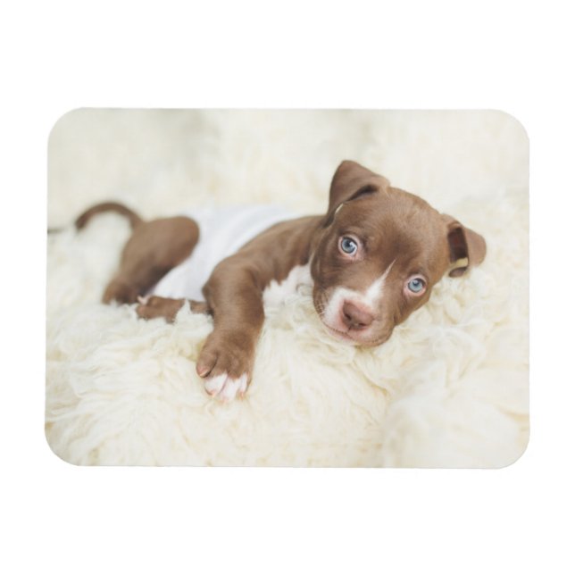 Niedliche Kleintiere | Baby Pit Bull Puppy Magnet (Horizontal)