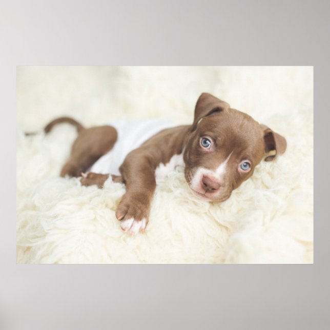 Niedliche Kleintiere | Baby Pit Bull Puppy Poster (Vorne)