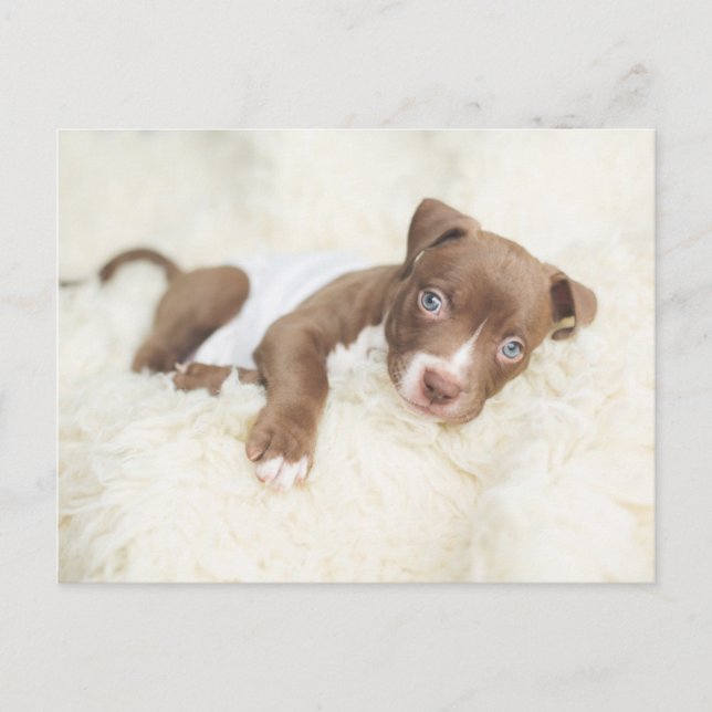 Niedliche Kleintiere | Baby Pit Bull Puppy Postkarte (Vorderseite)