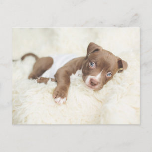 Niedliche Kleintiere   Baby Pit Bull Puppy Postkarte