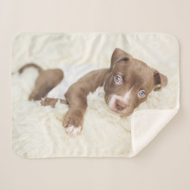 Niedliche Kleintiere | Baby Pit Bull Puppy Sherpadecke (Vorderseite (Horizontal))
