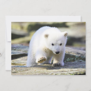 Niedliche Kleintiere Baby Polar Bear Cube Dankeskarte