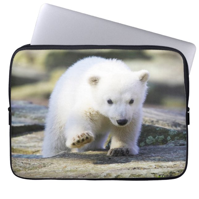 Niedliche Kleintiere | Baby Polar Bear Cube Laptopschutzhülle (Vorderseite)