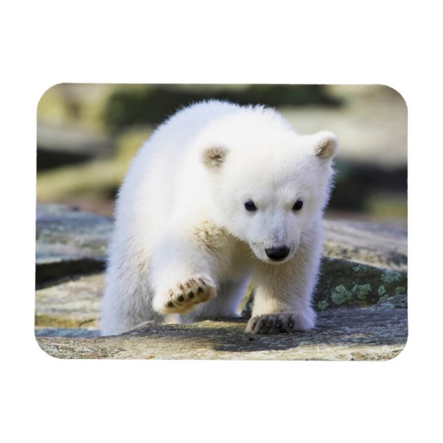 Niedliche Kleintiere | Baby Polar Bear Cube Magnet (Horizontal)