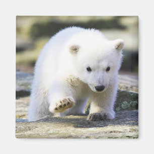 Niedliche Kleintiere   Baby Polar Bear Cube Magnet
