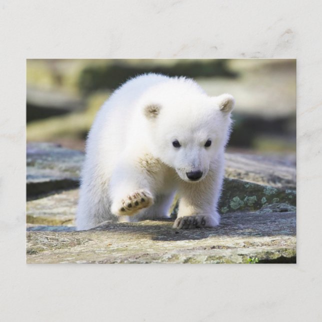 Niedliche Kleintiere | Baby Polar Bear Cube Postkarte (Vorderseite)