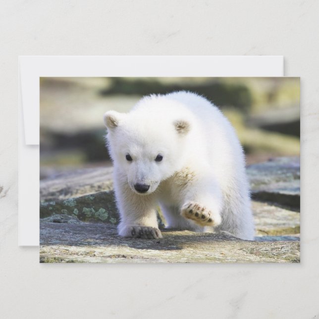 Niedliche Kleintiere | Baby Polar Bear Dankeskarte (Vorderseite)