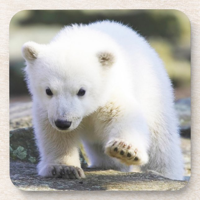 Niedliche Kleintiere | Baby Polar Bear Getränkeuntersetzer (Vorderseite)